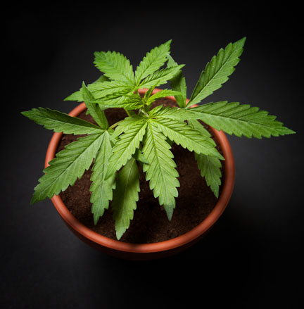 An Ontario court has said a couple’s stolen, but legal, pot plants fall under their policy’s extended coverage for landscaping. (Photo: Shutterstock)