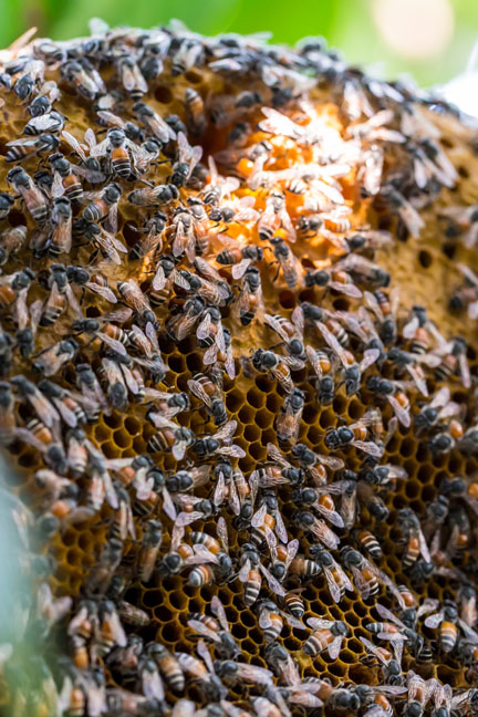 A decision in a commercial beekeepers class action has highlighed an existing approach on the liability of public authorities ‘that makes no sense.’ A decision in a commercial beekeepers class action has highlighed an existing approach on the liability of public authorities ‘that makes no sense.’